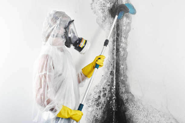Professional Mold Removal in Squaw Valley, CA