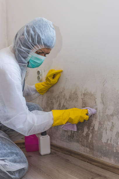 Mold Removal for HVAC Installations in Squaw Valley, CA